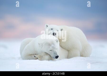 Due orsi polari che dormono nella neve, Alaska, USA Foto Stock