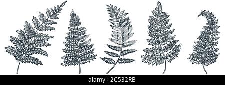 Insieme di foglie Fern, illustrazione dello schizzo a dodle vettoriali. Elementi di design vintage con motivi floreali disegnati a mano. Giardino tropicale pianta isolato su sfondo bianco Illustrazione Vettoriale