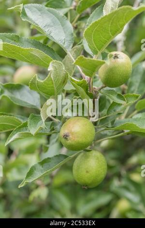 Le mele giovani e giovani in fase iniziale che crescono casualmente sull'albero nel Regno Unito / Cornwall hedgerow. Una specie di varietà Russet, in attesa di alcuni fortunati hedgerow forager Foto Stock