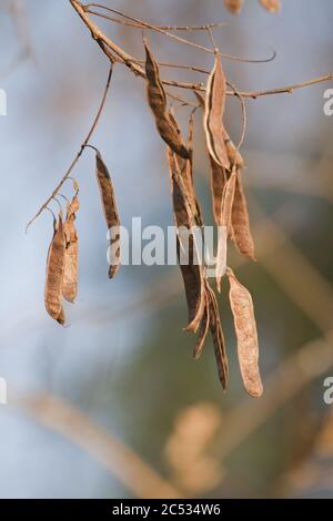 Colpo verticale di baccelli di acacia essiccati con sfondo sfocato Foto Stock