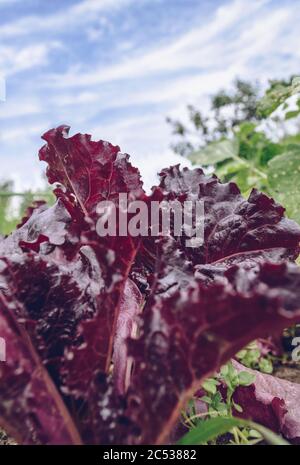 primo piano vista della crescita dell'insalata di lollo rossa con cielo blu sullo sfondo Foto Stock