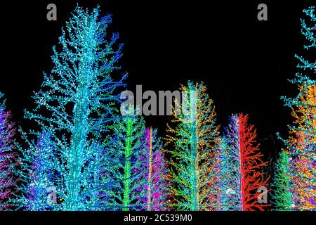 'Sasha alberi' da Adam Decolight a Canary Wharf Winter Festival luci 2019, London, Regno Unito Foto Stock