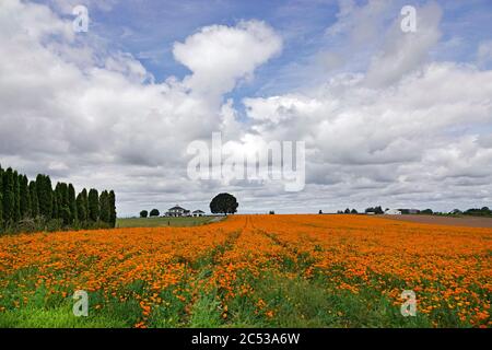 Un campo di papaveri della California che cresce in una fattoria nella Willamette Valley vicino alla città di Silverton, Oregon. Foto Stock