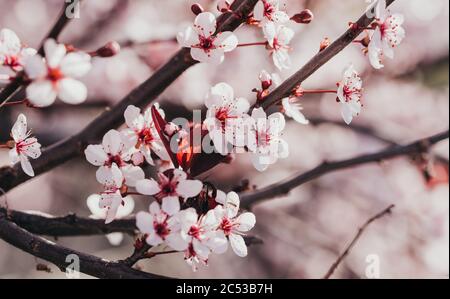 Primo piano di fiori rosa e bianchi su un arbusto di ciliegio in primavera. Foto Stock