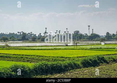 Campo di riso. Inwa (Ava). Myanmar Foto Stock