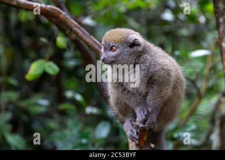 Un piccolo lemure sul ramo di un albero nella foresta pluviale Foto Stock