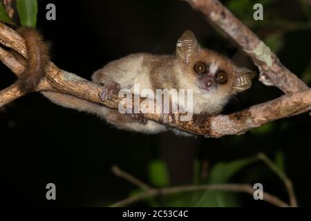 Un piccolo lemure di topo su un ramo, preso di notte Foto Stock