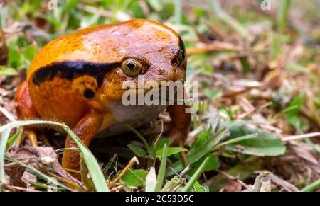 Una grande rana arancione è seduta nell'erba Foto Stock