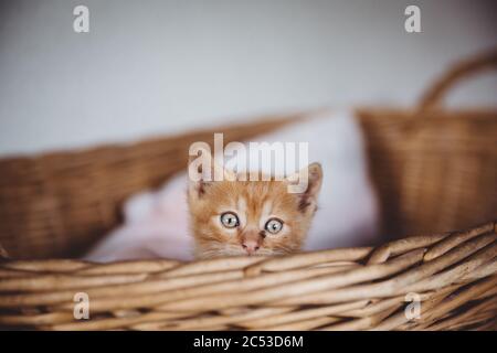 Nascosto carino gattino marrone curioso con occhi blu che guardano sul bordo della crema Foto Stock