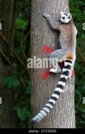 Un lemur con coda ad anello sale su un tronco di albero Foto Stock