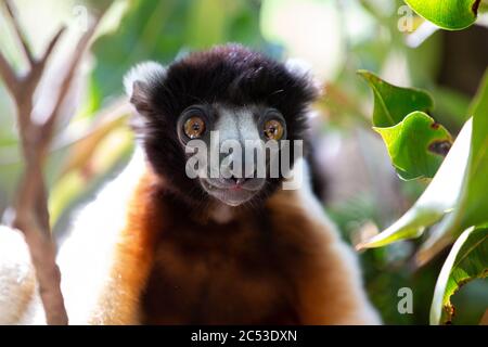 Un lemure di Sifaka che si è fatto comodo nella cima dell'albero Foto Stock