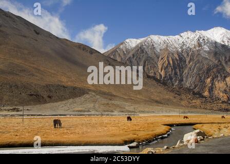 Ladakh, India. L'Himalayan cavalli pascolano vicino a un ruscello. Marzo 20, 2014. Foto Stock