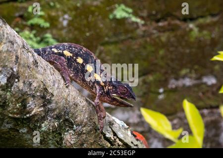 Un camaleonte si muove lungo un ramo in una foresta pluviale in Madagascar Foto Stock