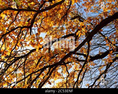 Vista sotto un albero di quercia in autunno. Foto Stock