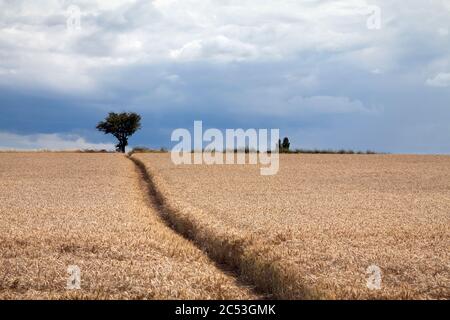 Un sentiero attraverso un campo estivo di orzo nel Nord Yorkshire Foto Stock