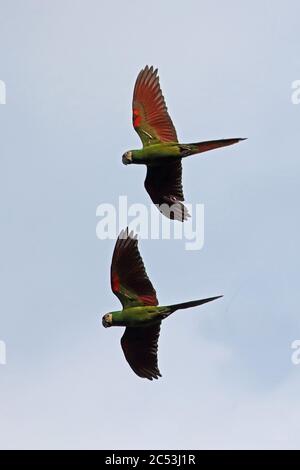 Castagne e fronteggiata macaw (ara severus) due adulti in volo inirida, colombia novembre Foto Stock
