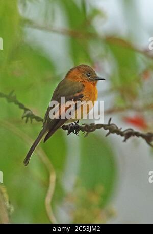 Cinnanom Flycatcher (Pyrhomyias cinnamomeus pirrhopterus) adulto arroccato su recinzione spinato di filo Monte Redondo, Colombia novembre Foto Stock