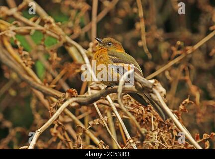 Cinnanom Flycatcher (Pyrrhomyias cinnamomeus pyrrhopterus) adult perched on dead vegetation  Monte Redondo, Colombia     November Stock Photo