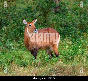 Defassa Waterbuck (Kobus ellissiprymnus ssp. Defassa), Parco Nazionale del Lago Nakuru, Kenya, Africa Foto Stock