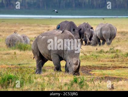 Rinoceronte bianco (Ceratotherium simum). Gruppo di rinoceronti bianchi, Parco Nazionale del Lago Nakuru, Kenya, Africa Foto Stock