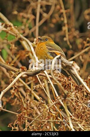 Cinnanom Flycatcher (Pyrrhomyias cinnamomeus pyrrhopterus) adult perched on dead vegetation  Monte Redondo, Colombia     November Stock Photo