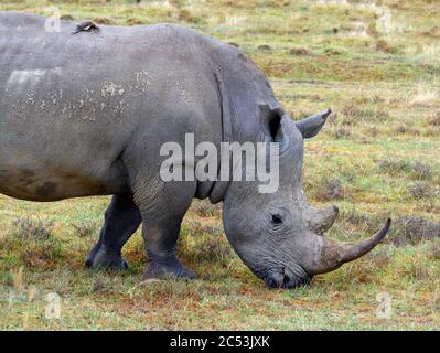 Oxpecker (Buphagus erythrorynchus) bevendo sangue di un rinoceronte bianco (Ceratotherium simum), Parco Nazionale del Lago Nakuru, Kenya, Africa Foto Stock