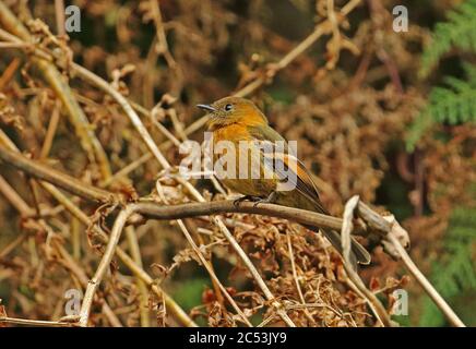 Cinnanom Flycatcher (Pyrrhomyias cinnamomeus pyrrhopterus) adult perched on dead vegetation  Monte Redondo, Colombia     November Stock Photo