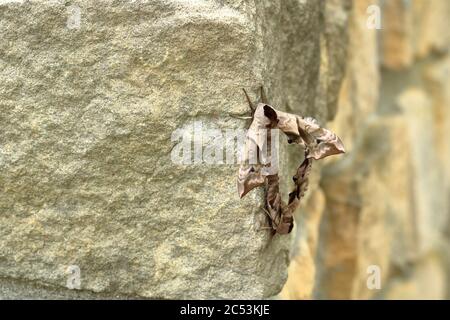 Due falchi di falce (Smerinthus ocellata) Foto Stock