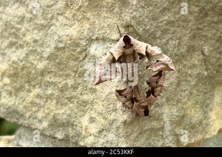 Due falchi di falce (Smerinthus ocellata) Foto Stock