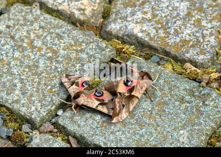 Due falchi di falce (Smerinthus ocellata) Foto Stock