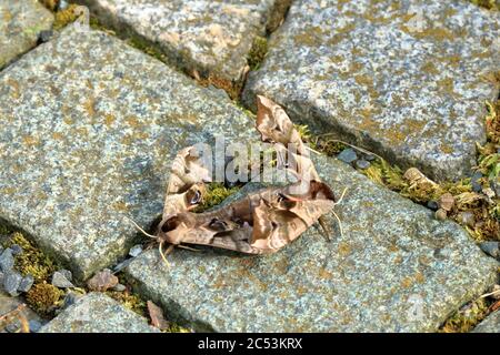 Due falchi di falce (Smerinthus ocellata) Foto Stock