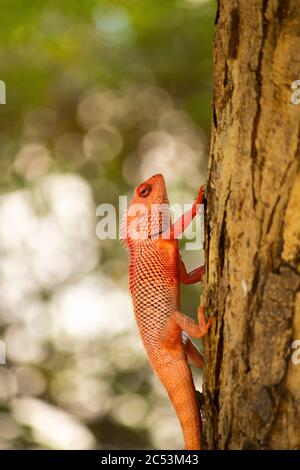 Oriental Garden lizard Foto Stock