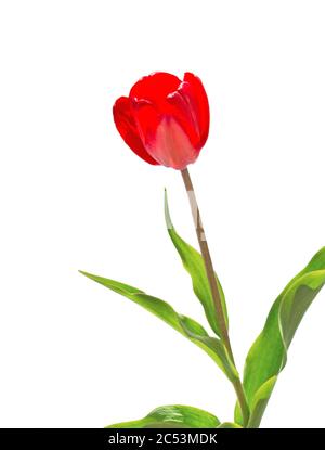 Tulipano rosso primo piano isolato su sfondo bianco. Tulipano di fiori. Foto Stock