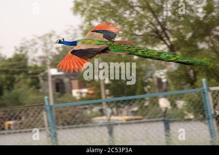 Pavone Foto Stock