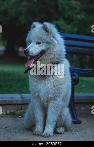 Fuoco selettivo verticale di cane Samoied bianco nel parcheggio Foto Stock