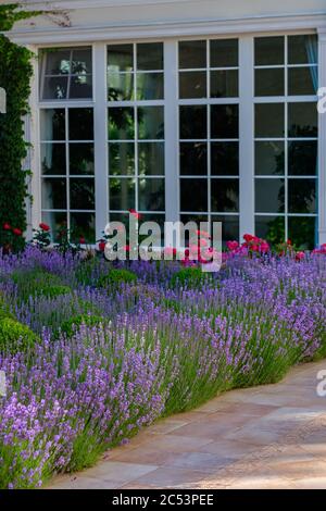 Vista esterna sul marciapiede con lavanda e cespugli di buxus in fiore con finestre di casa su uno sfondo. Giornata di sole in estate Foto Stock