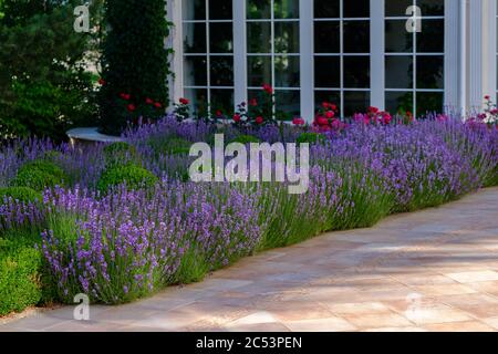 Vista esterna sul marciapiede con lavanda e cespugli di buxus in fiore con finestre di casa su uno sfondo. Giornata di sole in estate Foto Stock