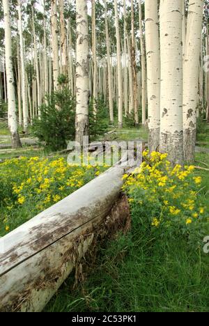 Quaking aspen, San Francisco Peaks, Arizona Foto Stock