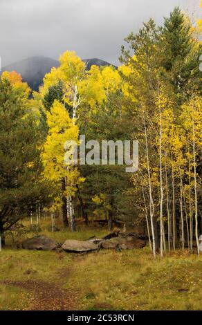 Colore autunnale in aspen di Quaking, San Francisco Peaks, Arizona Foto Stock