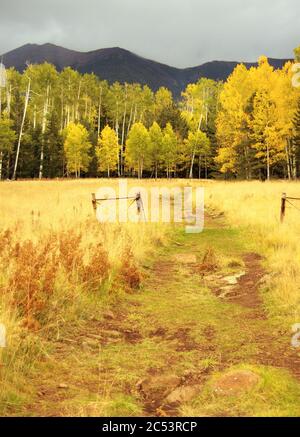 Colore autunnale in aspen di Quaking, San Francisco Peaks, Arizona Foto Stock