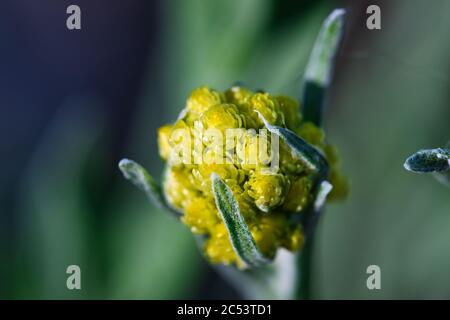 Nana everlast immortelle macro di fiori gialli dorati, boccioli di fiori e foglie fuzzy lanose, isolati con sfondo sfocato Foto Stock