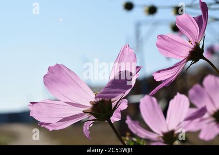 Splendidi fiori viola contro un cielo blu Foto Stock