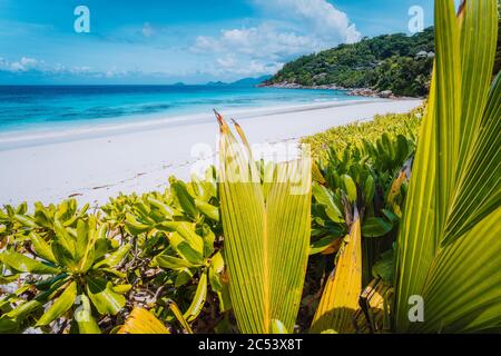 Verde vegetazione tropicale, bella spiaggia di sabbia e laguna turchese oceano in sole vacanze giorno. Nuvole bianche nel cielo blu. Foto Stock