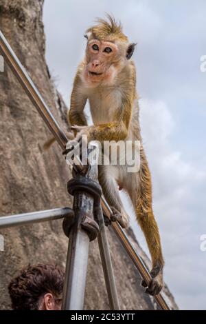 La scimmia rhesus sale su ringhiera in acciaio nella roccia di Sigiriya, Sri Lanka Foto Stock