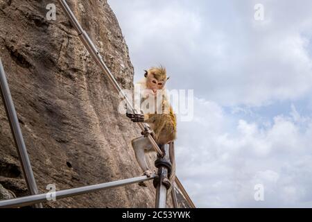 La scimmia rhesus sale su ringhiera in acciaio nella roccia di Sigiriya, Sri Lanka Foto Stock