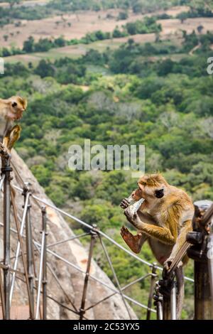 Scimmie rhesus siedono su ringhiere a Sigiriya roccia e mangiare spazzatura, Sri Lanka Foto Stock