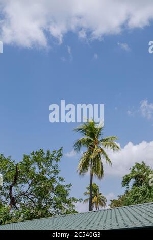 Palma su un tetto in Sri Lanka Foto Stock