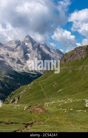 Pecore da pascolo di fronte alla possente montagna della Marmolada nelle Dolomiti Foto Stock