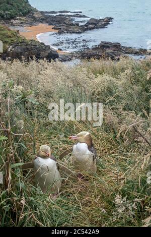 Due rari pinguini dagli occhi gialli nel loro habitat naturale fuori dal faro di Katiki Point in Nuova Zelanda Foto Stock