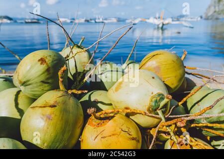 Primo piano di frutta matura di cocco sulla spiaggia di Corong a El Nido, Palawan, Filippine. Foto Stock